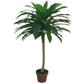 Decoration-Artificial Plants, dragon-tree, natural, real, without over-pot, height: 100 cm product photo