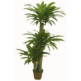 Decoration-Artificial Plants, dragon-tree, natural, real, without over-head, height: 135 cm product photo