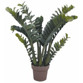 Decoration-Artificial Plants, Zamioculcas, natural, real, without overhead, height: 70 cm product photo