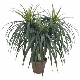 Decoration-Artificial plants, elephant's foot, natural, real, without overhead, height: 75 cm product photo