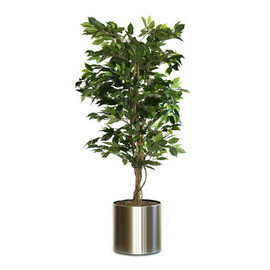 artificial plant Ficus Benjamina H 1500 mm product photo  S